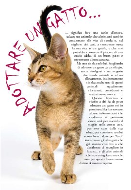 Adottare un gatto