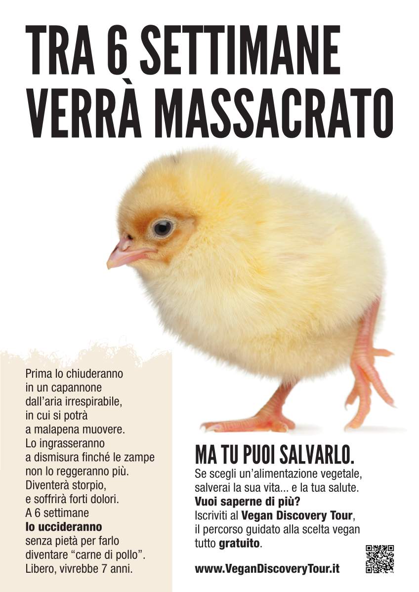 Locandina 'Tra 6 settimane verrà massacrato'
